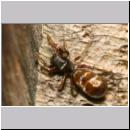 Synageles venator - Springspinne 09 4mm.jpg